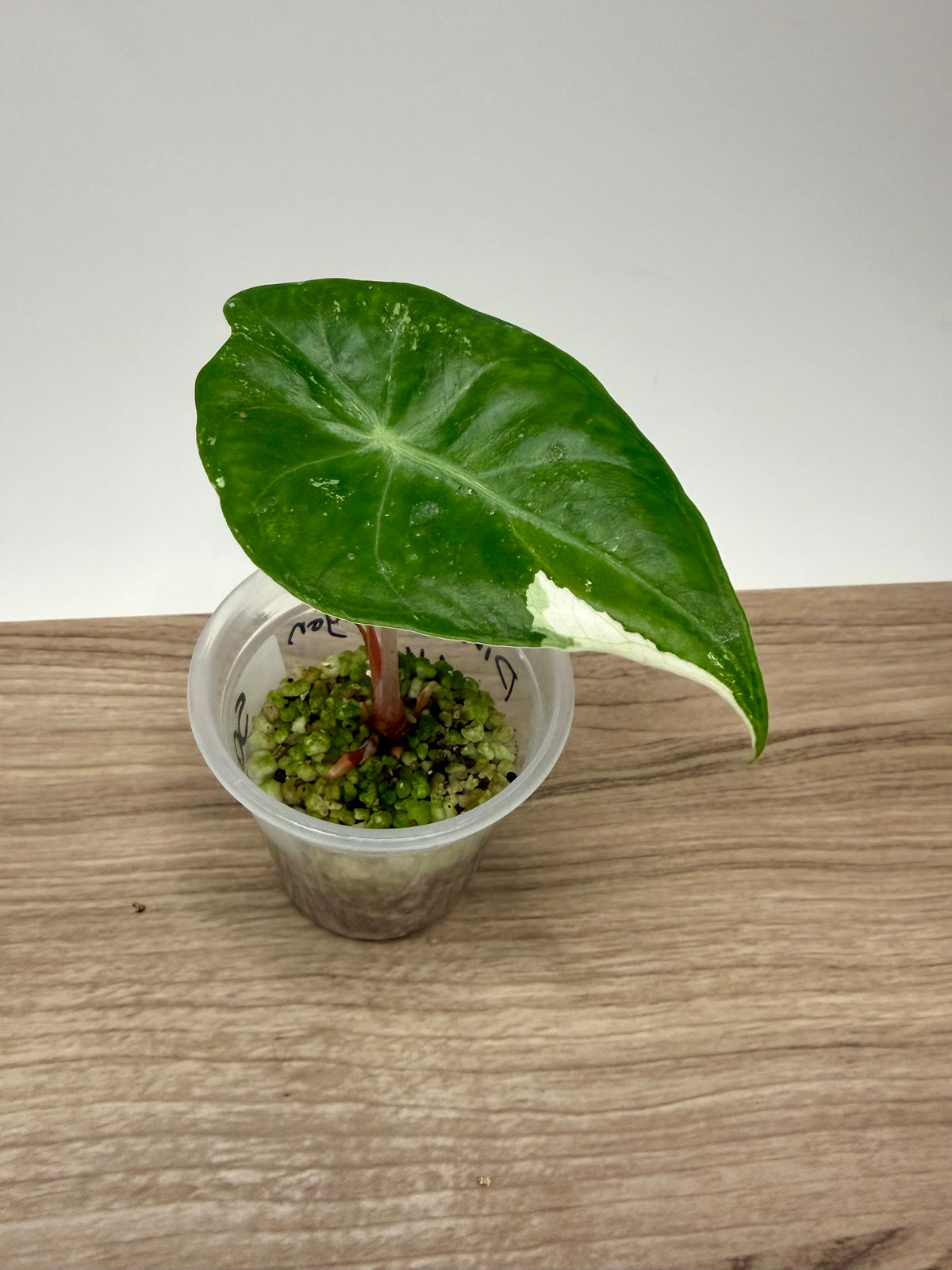 Alocasia Pink Dragon Albo