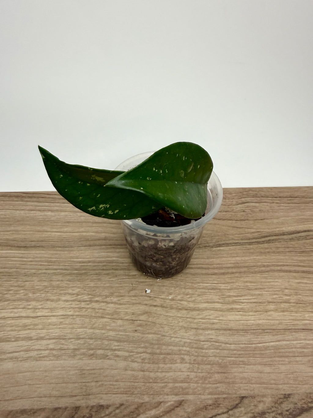 Hoya Carnosa