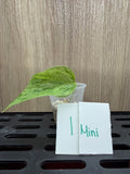 Pothos Marble Queen