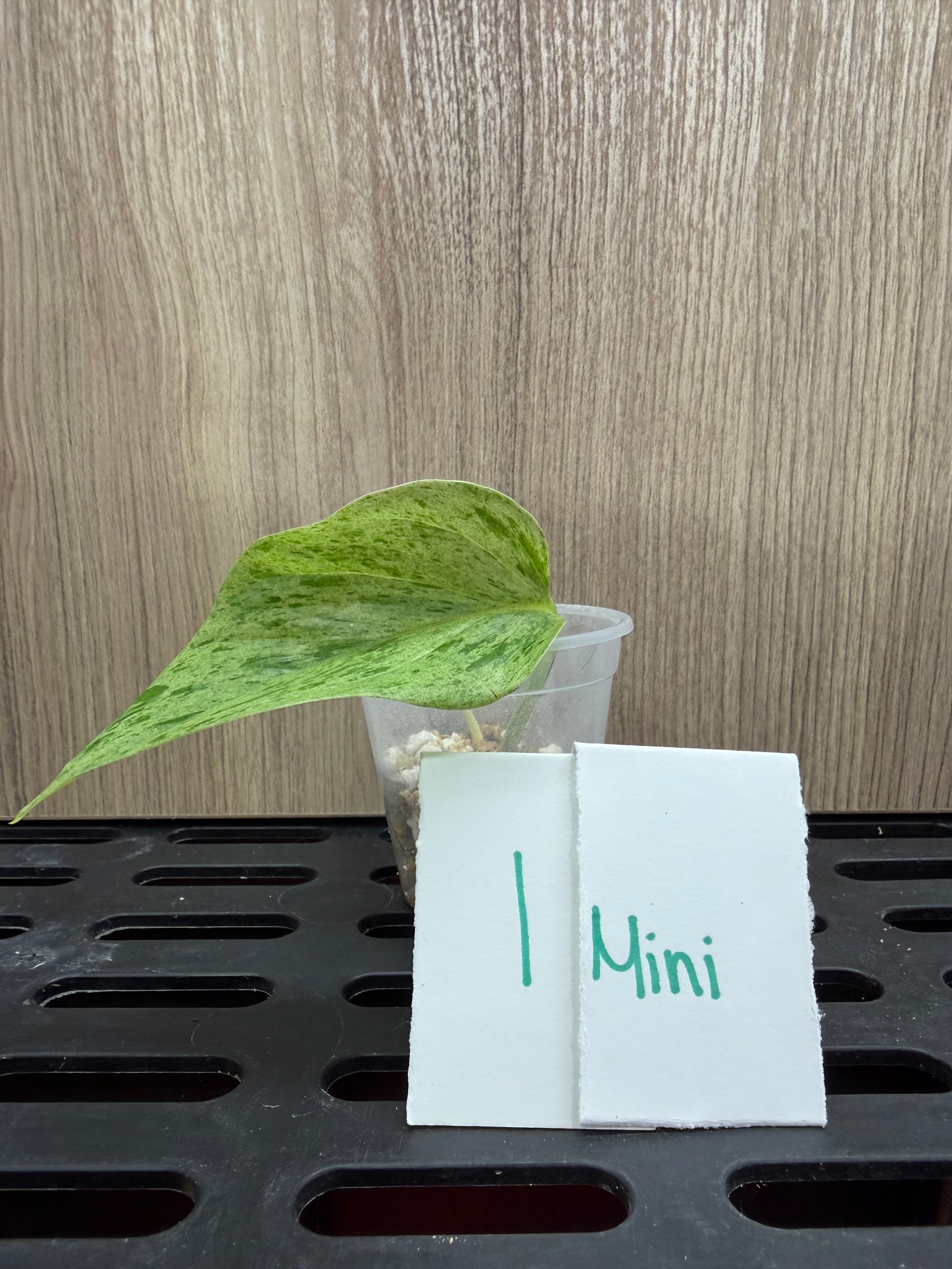 Pothos Marble Queen