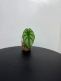 Alocasia Sinuata
