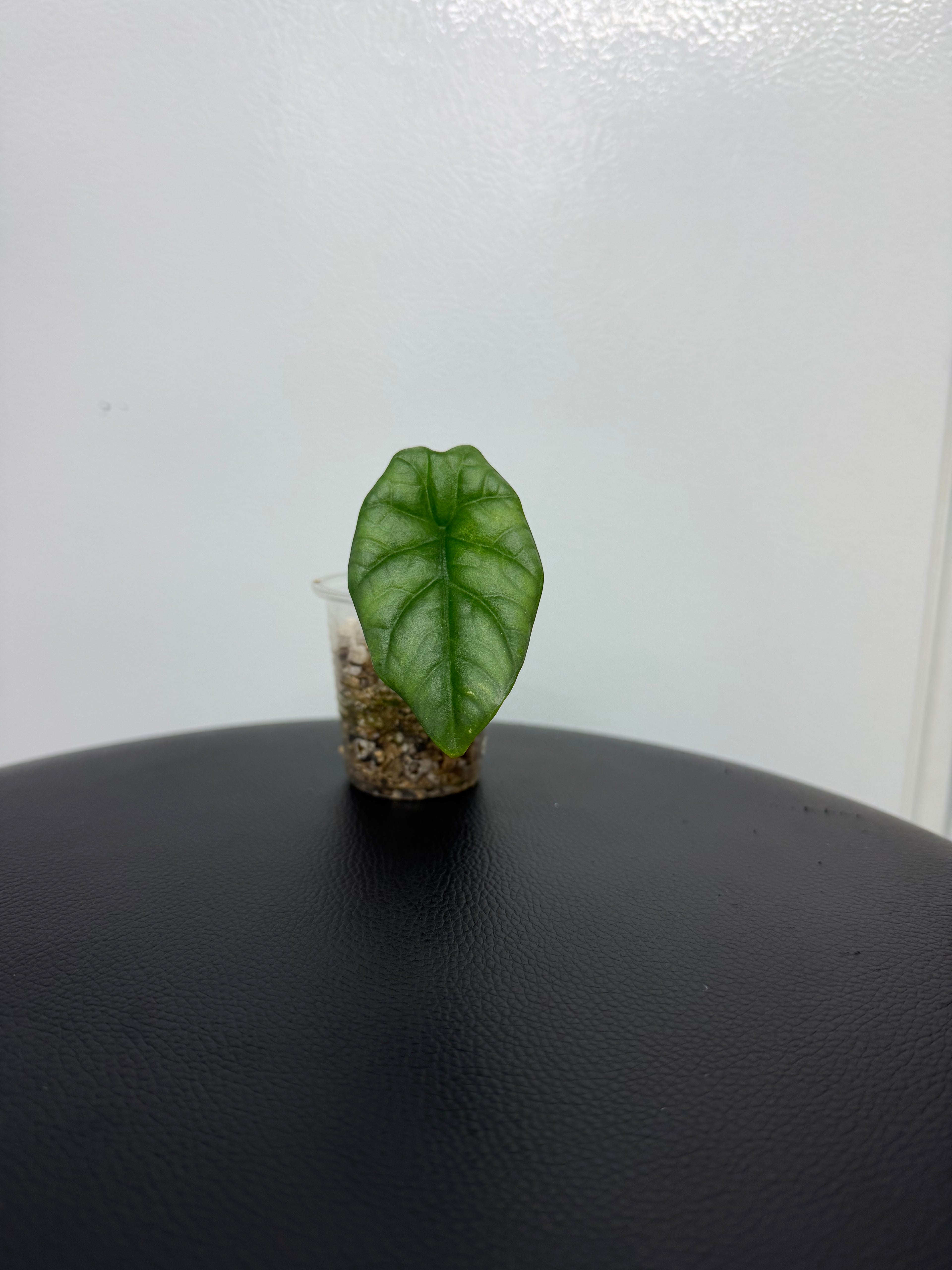 Alocasia Sinuata