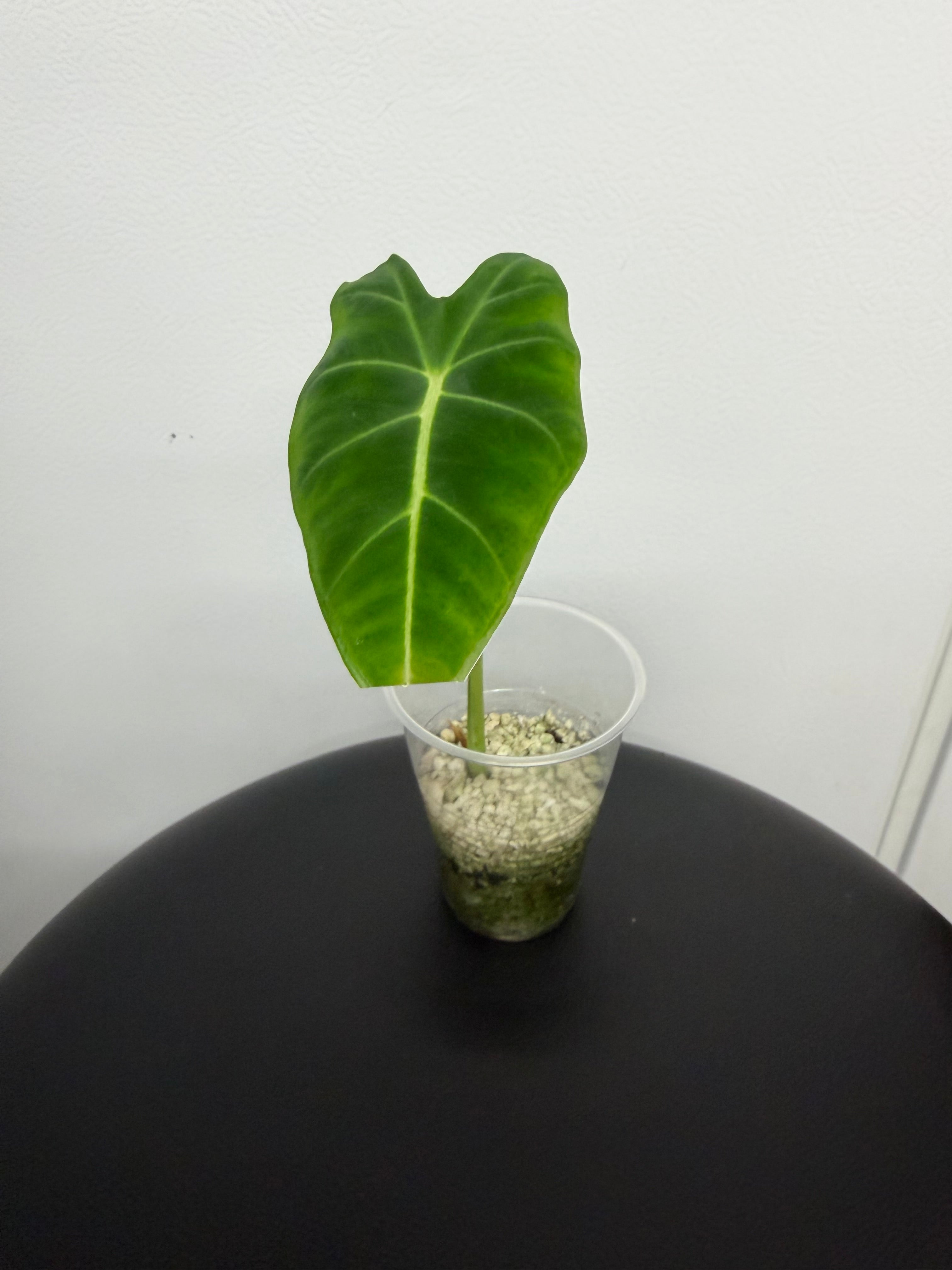 Alocasia Frydek