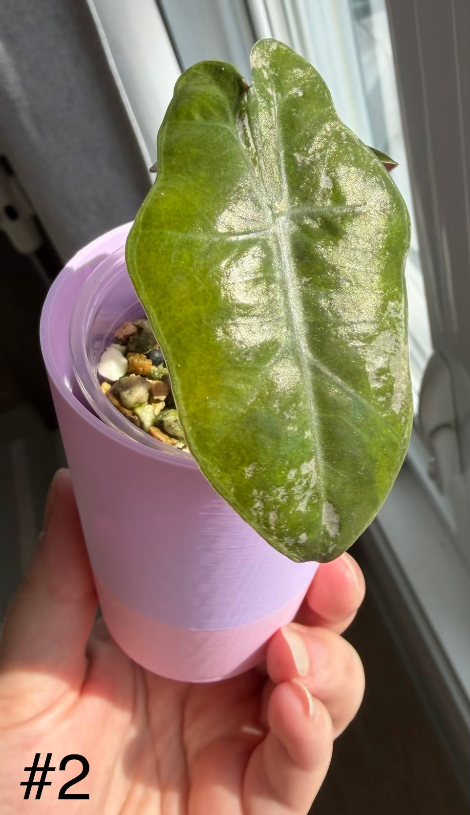 Alocasia Pseudosanderiana Pink