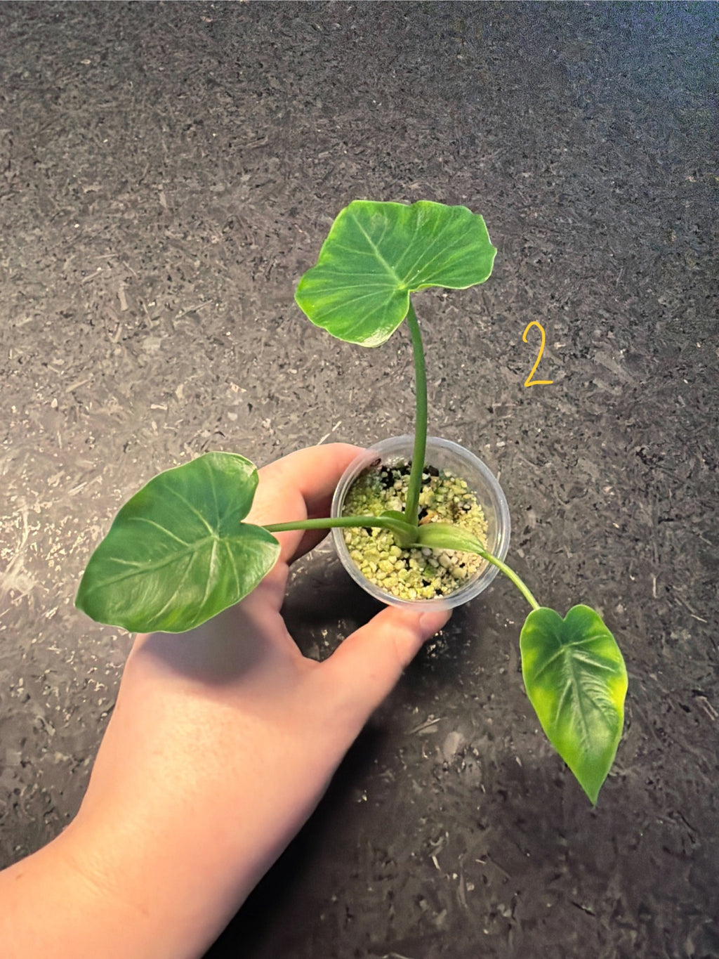 Alocasia Odora