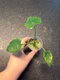 Alocasia Odora