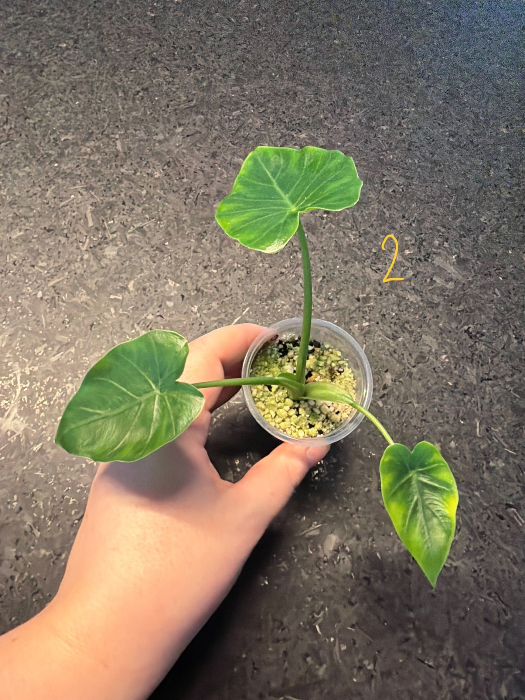 Alocasia Odora