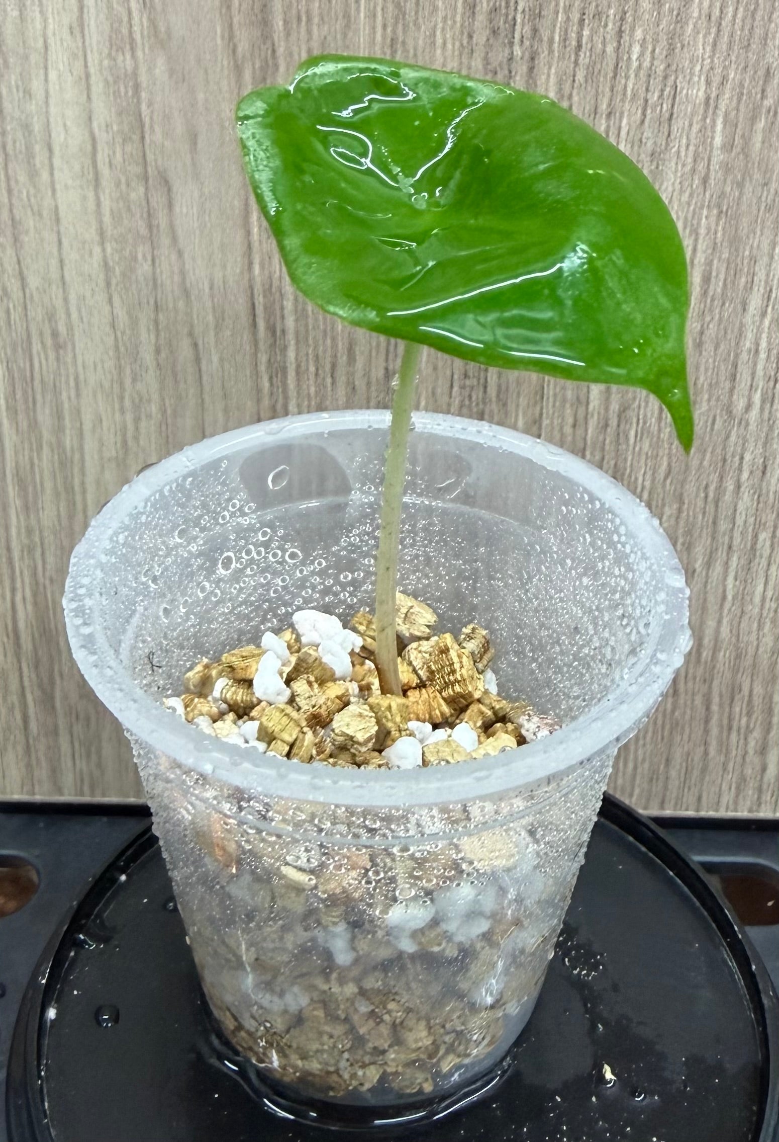 Alocasia Pink Dragon Aurea