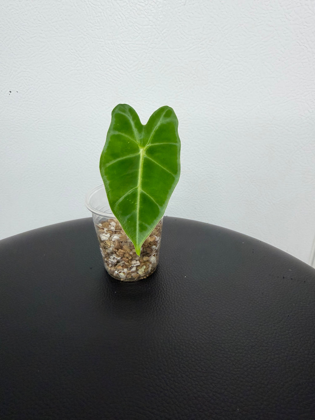 Alocasia Frydek