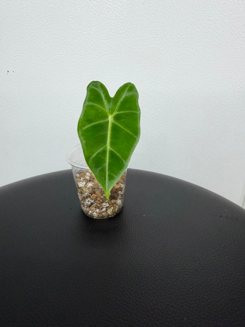 Alocasia Frydek