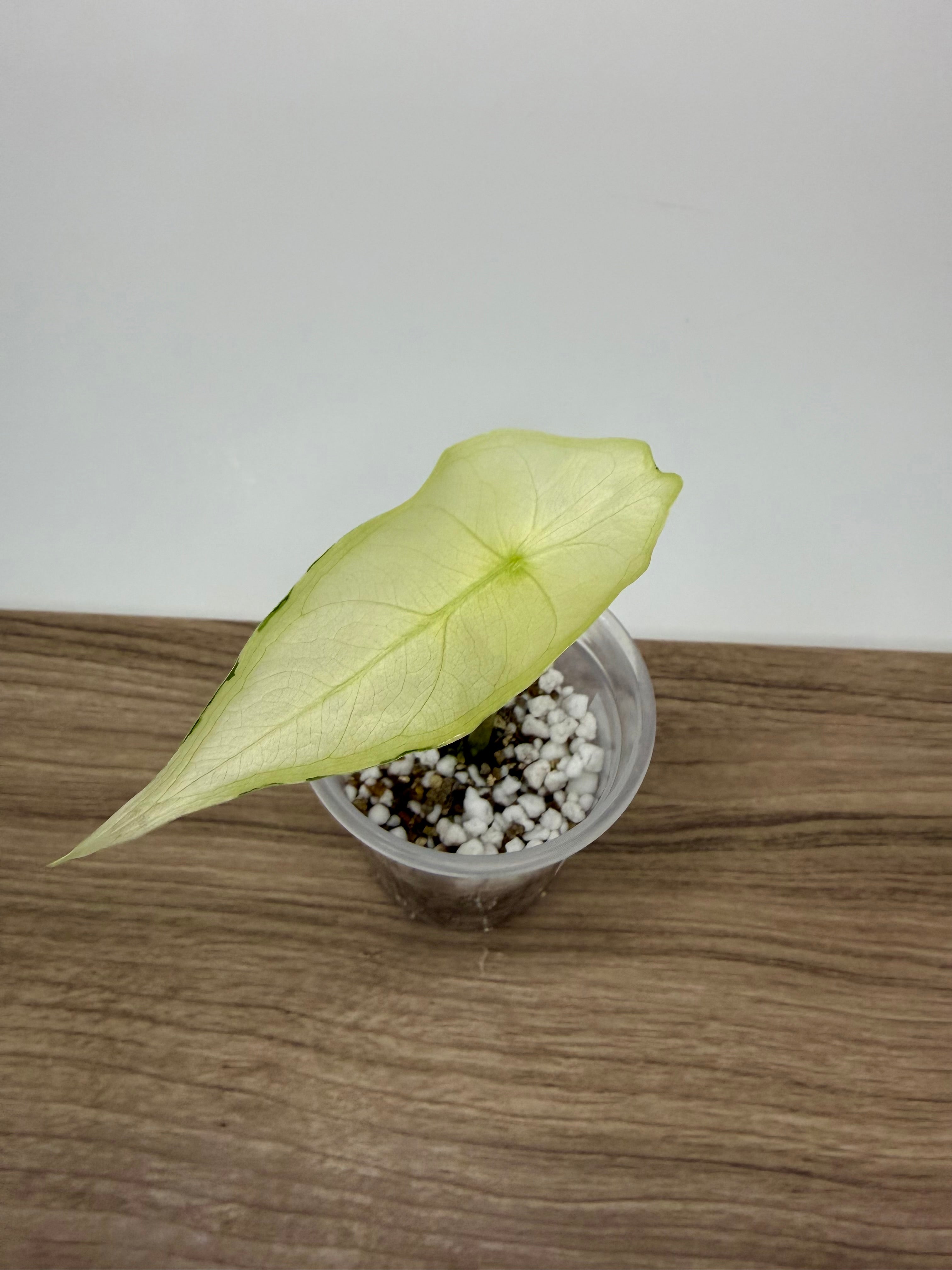 Alocasia Longiloba Albo