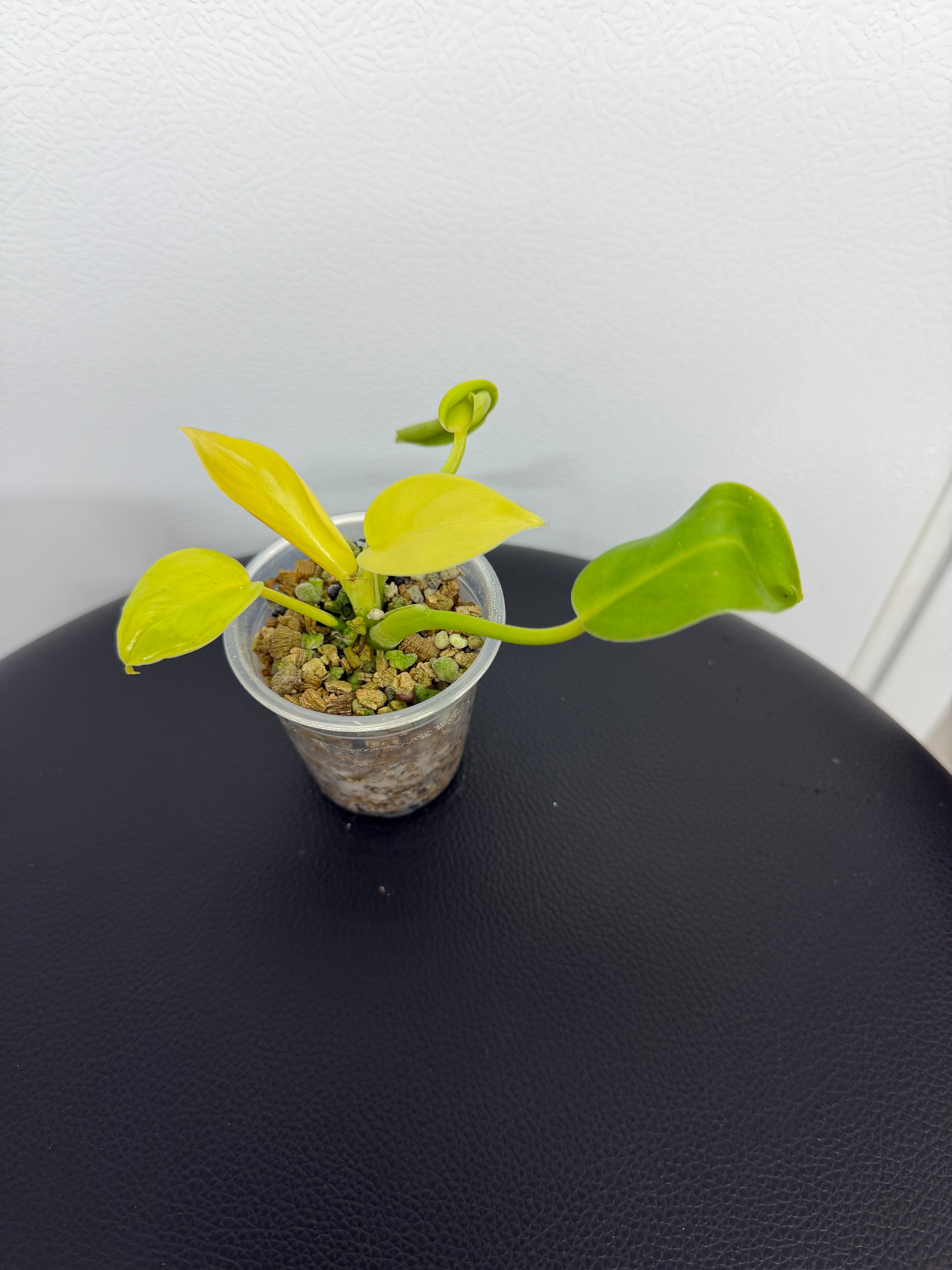 Philodendron Green Congo Nuclear