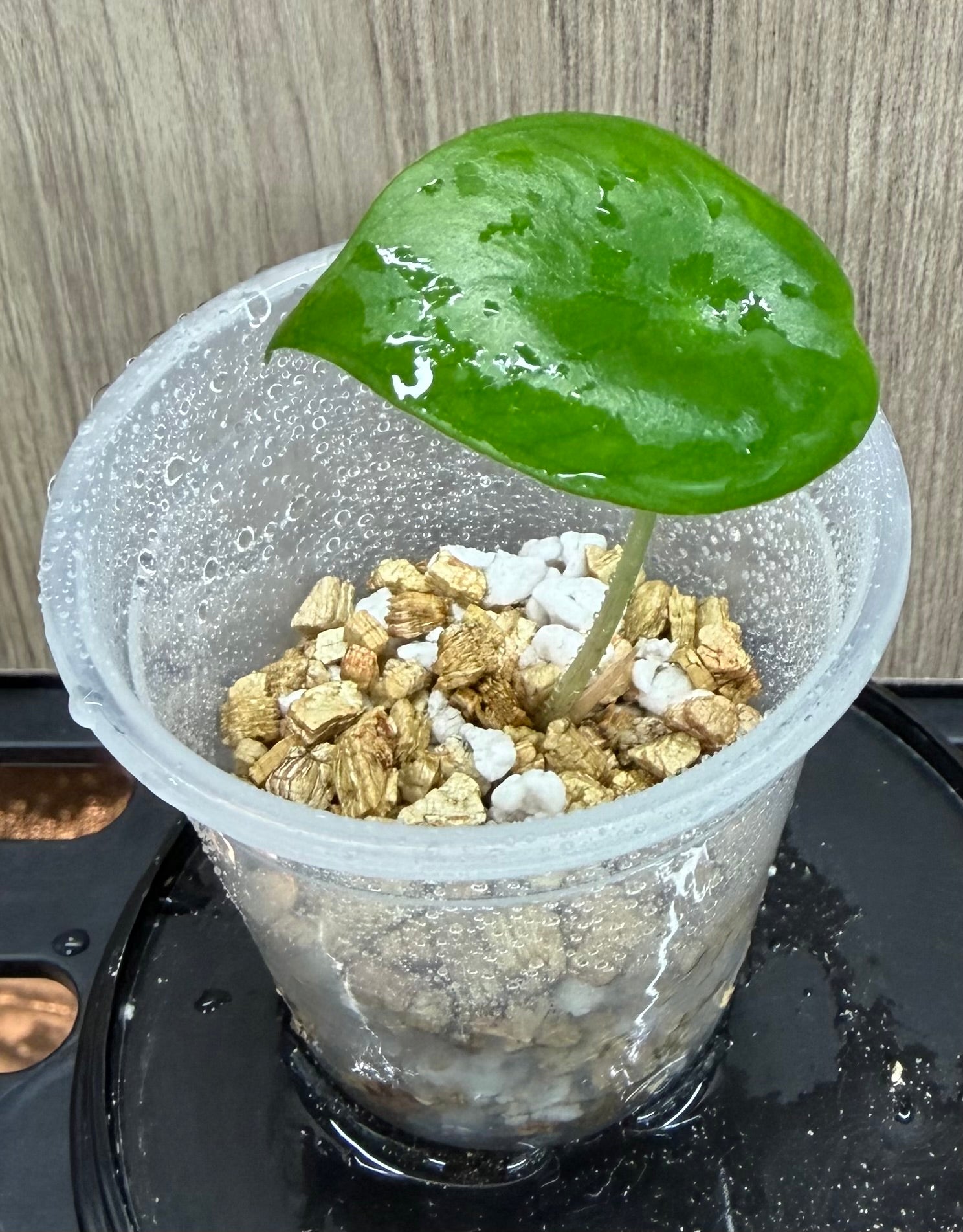 Alocasia Pink Dragon Aurea