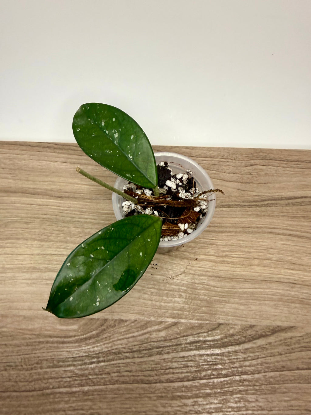 Hoya Carnosa