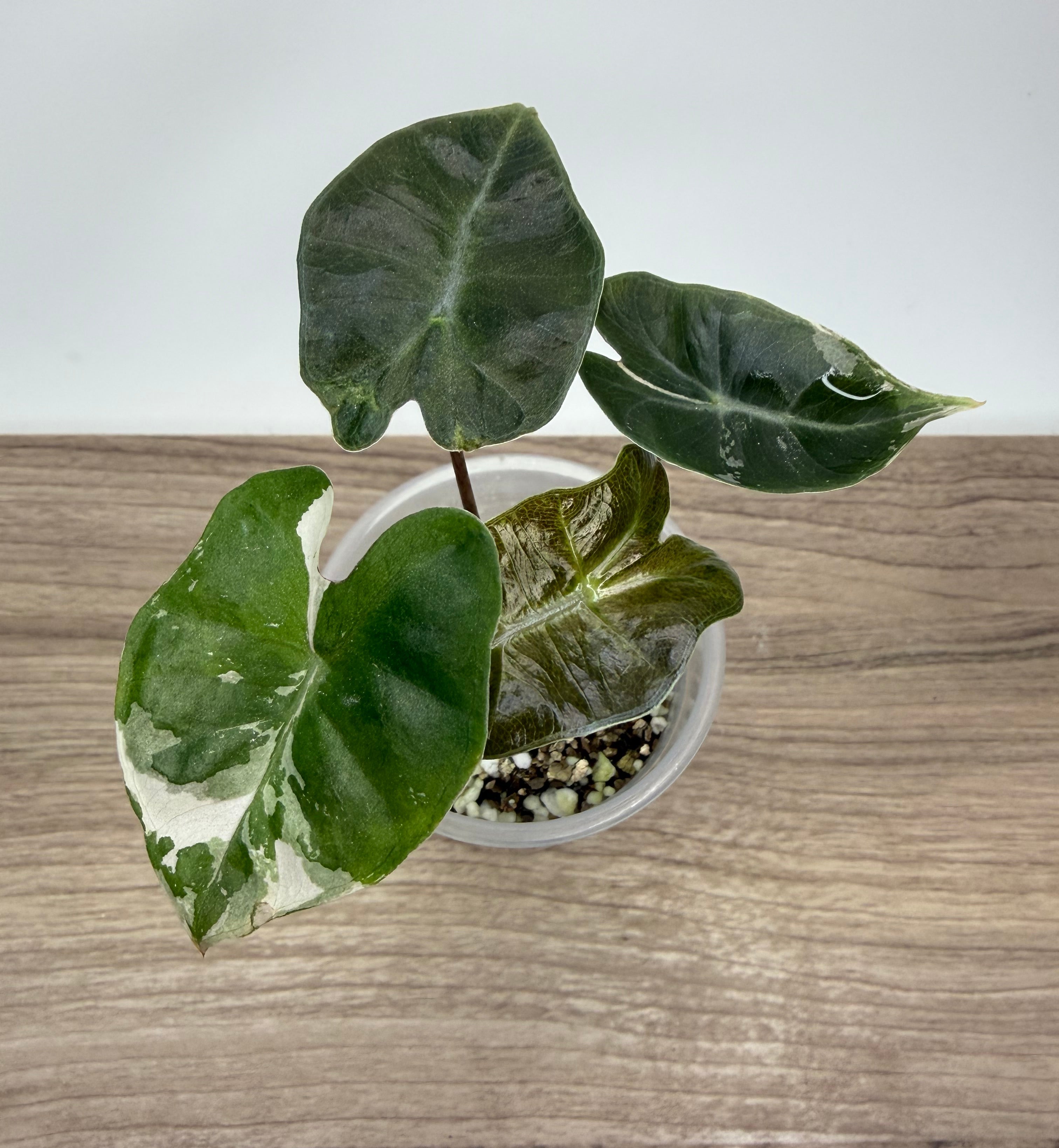 Alocasia Pink Dragon Albo