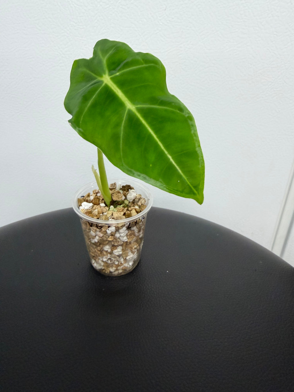 Alocasia Frydek