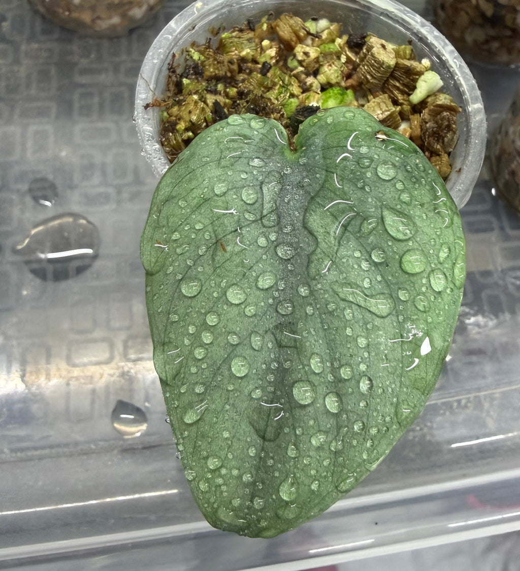 Scindapsus Platinum