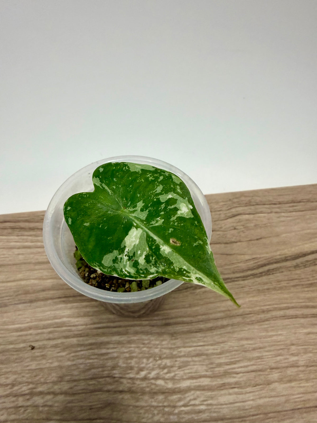 Alocasia Pink Dragon Albo