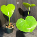 Monstera Deliciosa