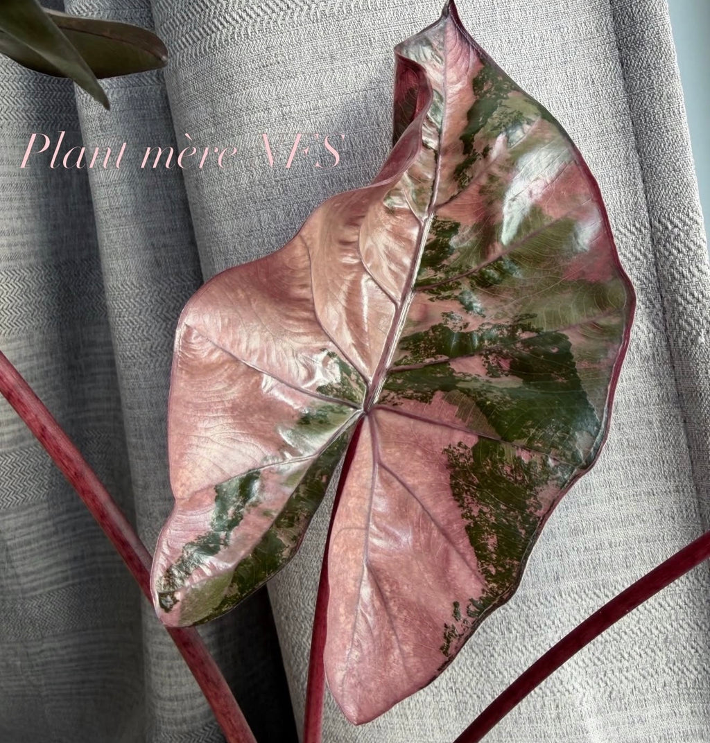 Alocasia Plumbea Pink