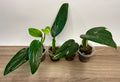 Monstera Standleyana Albo
