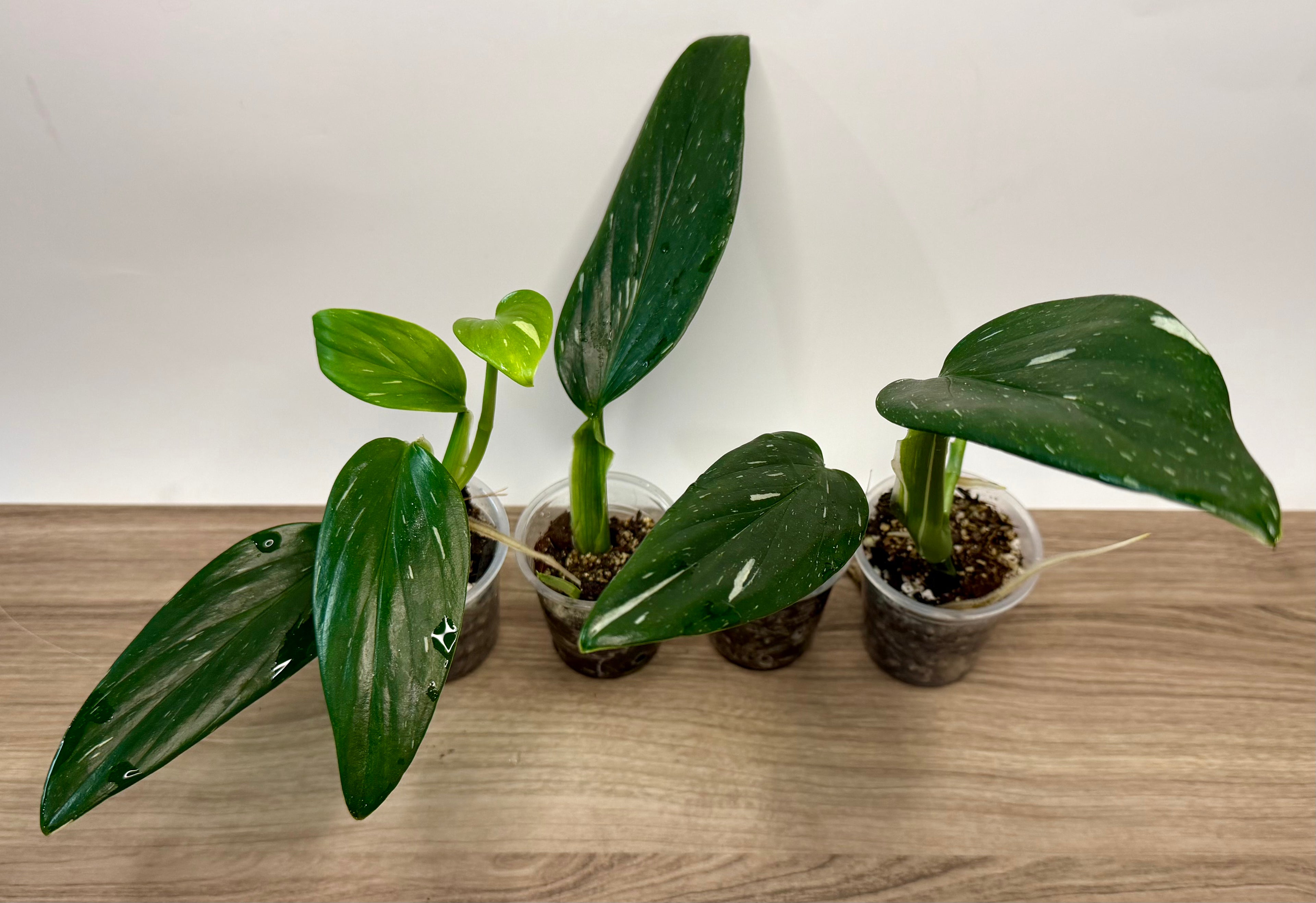 Monstera Standleyana Albo