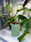 Pot auto-arrosant droit