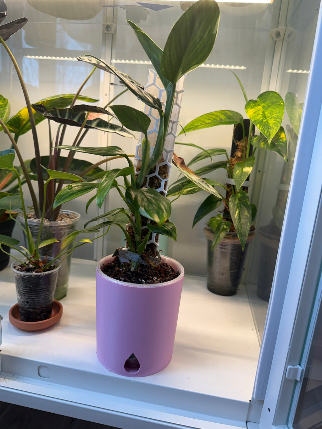 Pot auto-arrosant avec niveau d'eau