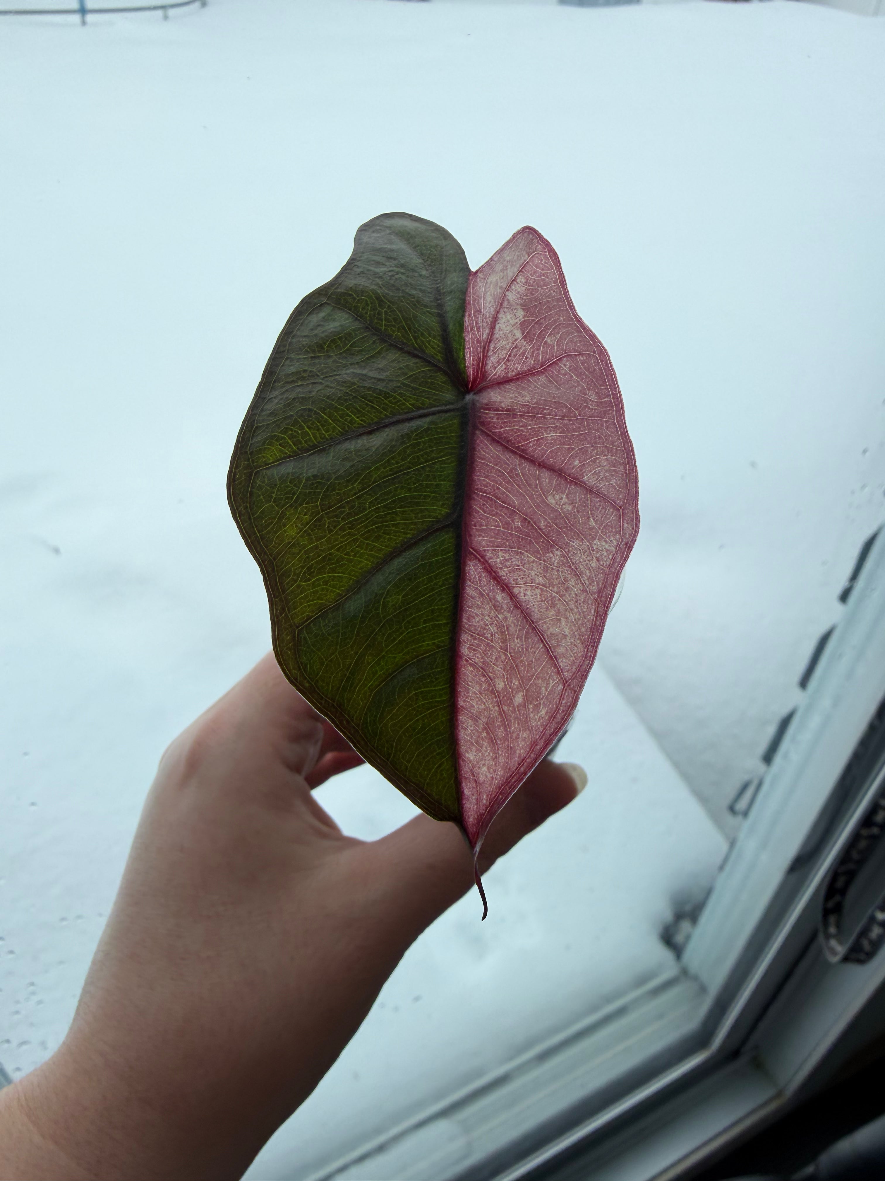 Alocasia Plumbea Pink