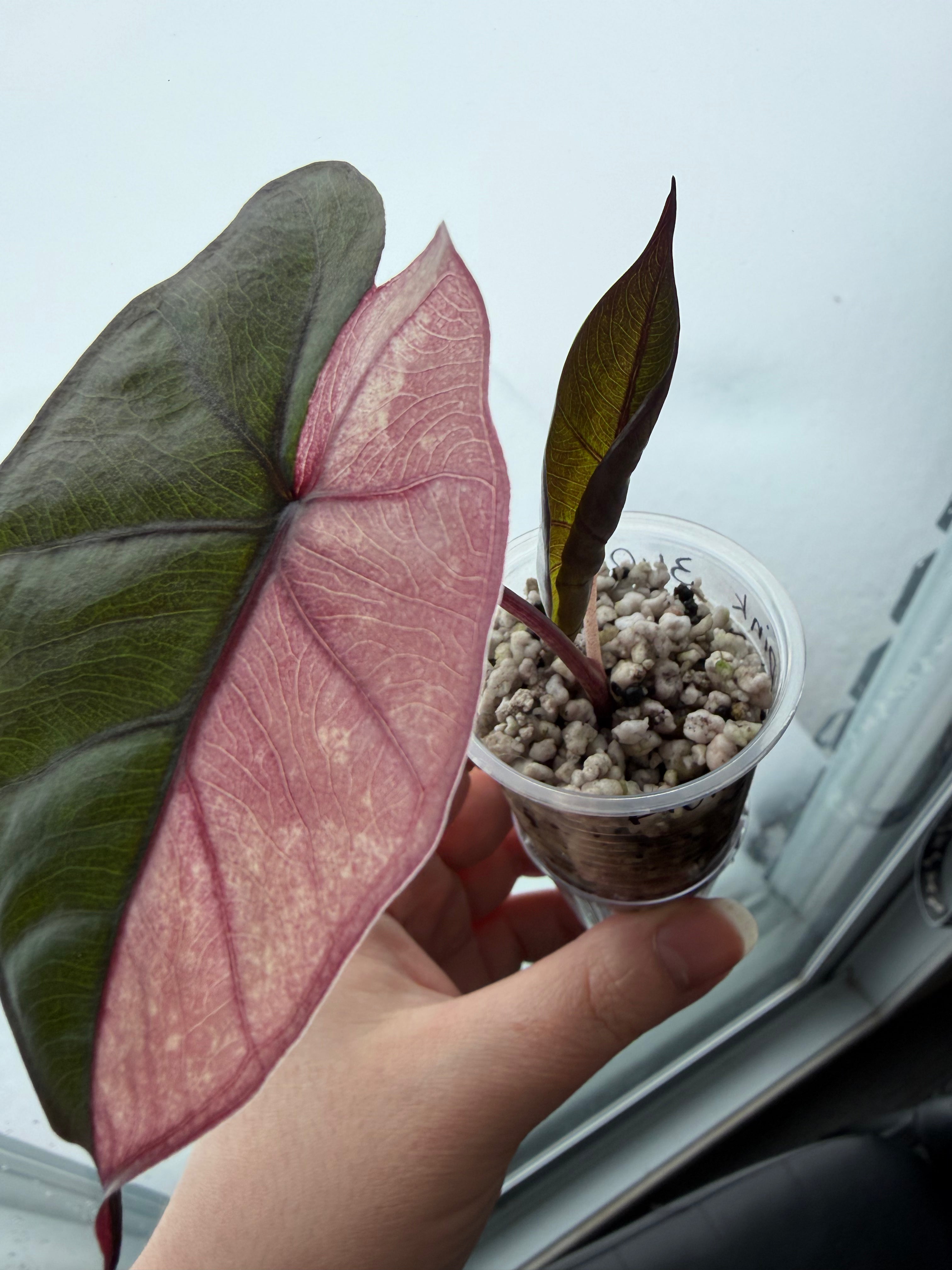 Alocasia Plumbea Pink