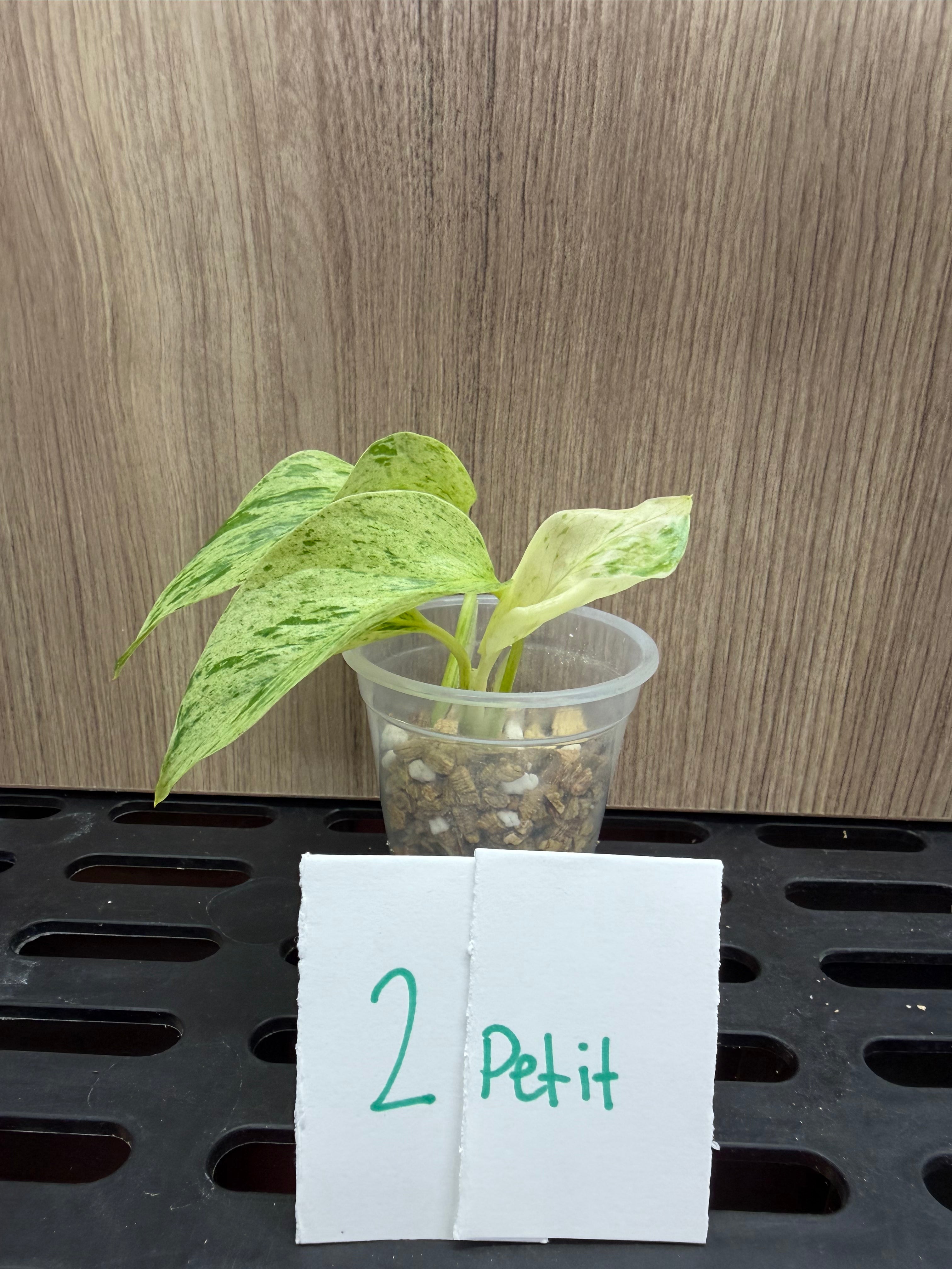 Pothos Marble Queen