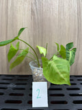 Syngonium Podophyllum "White Butterfly"
