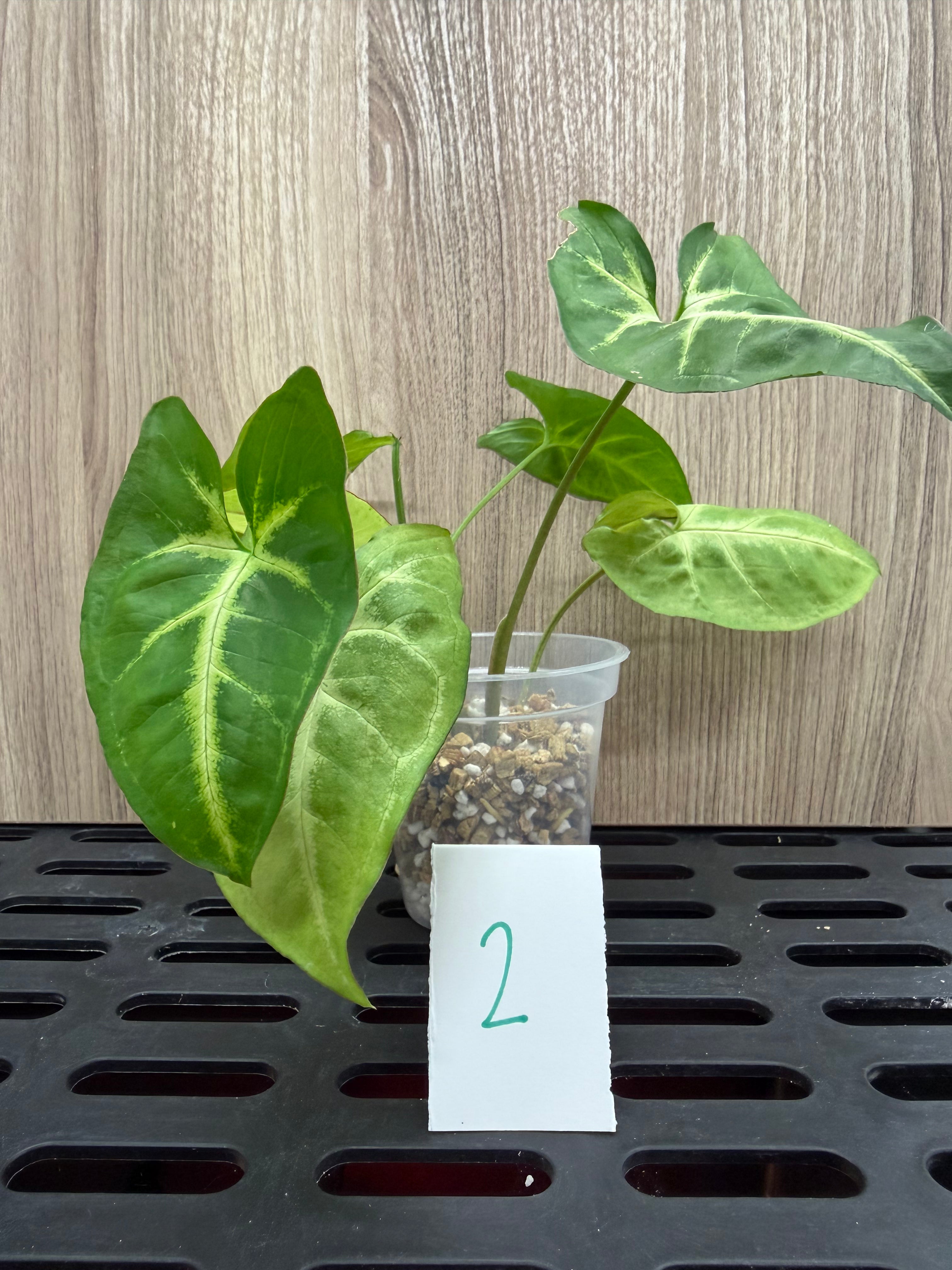 Syngonium Podophyllum "White Butterfly"
