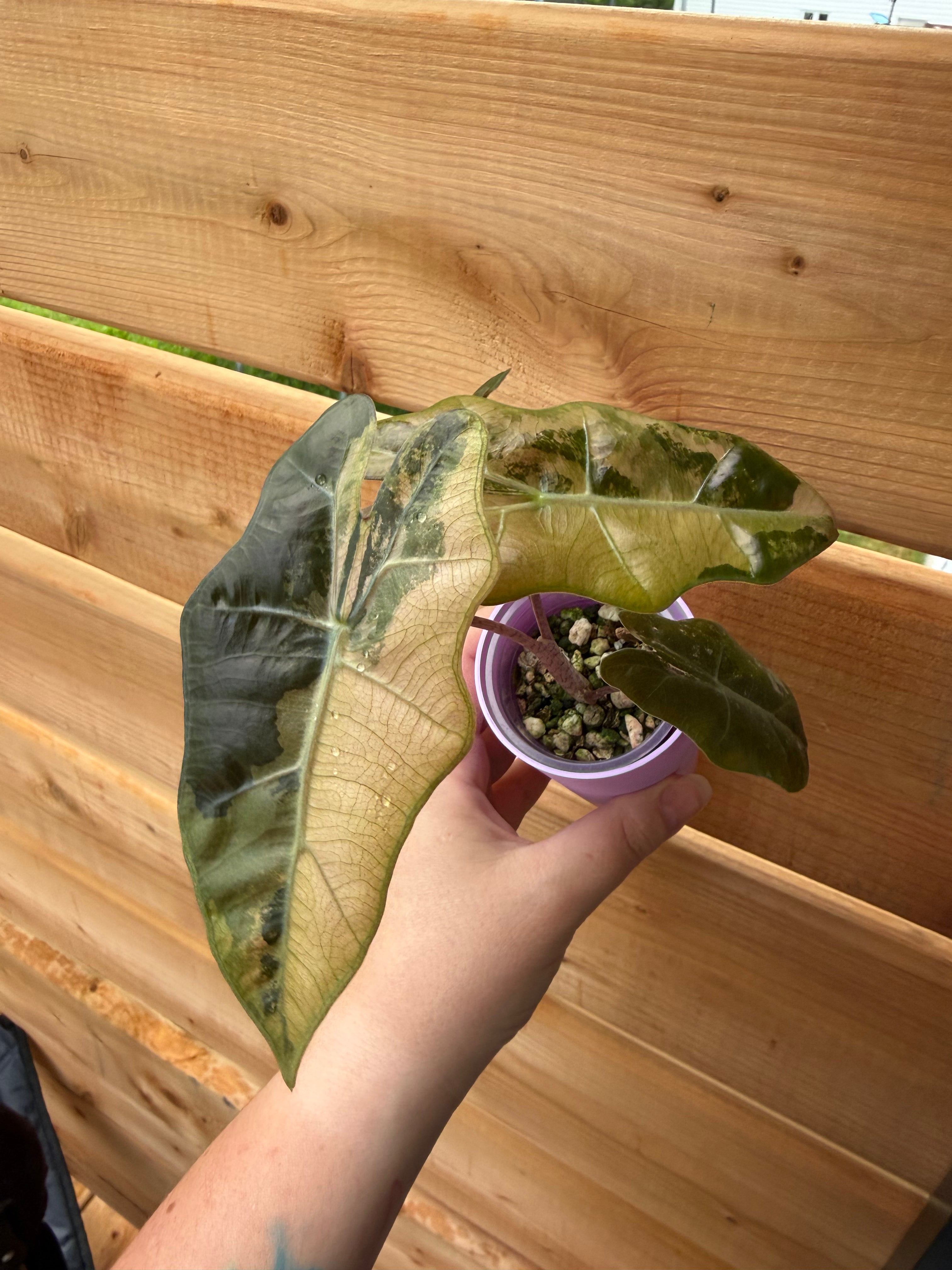 Alocasia Pseudosanderiana Pink