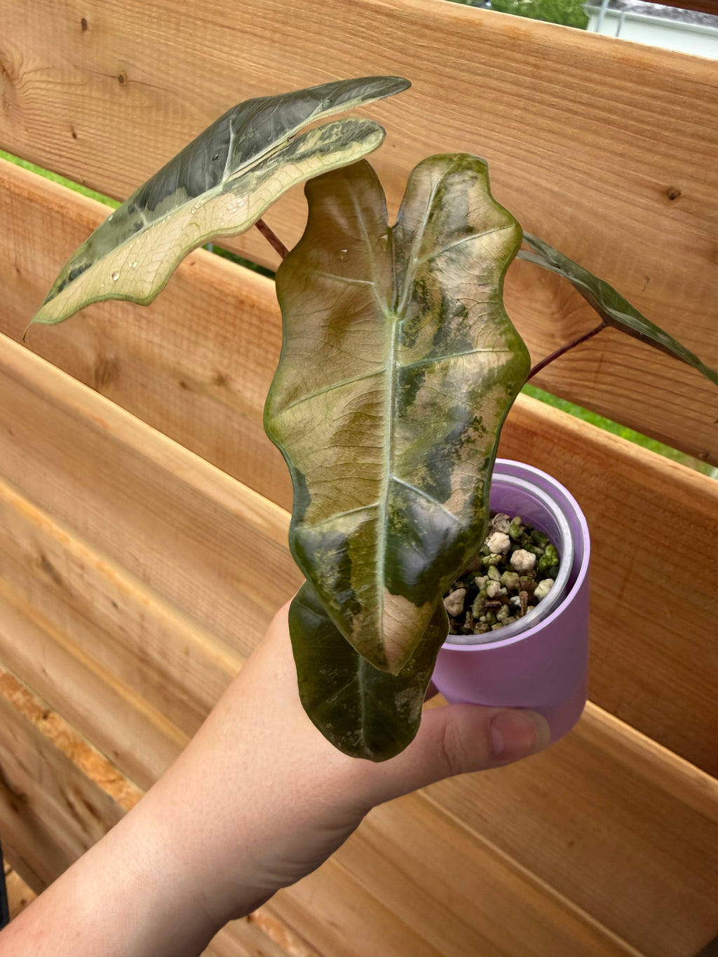 Alocasia Pseudosanderiana Pink