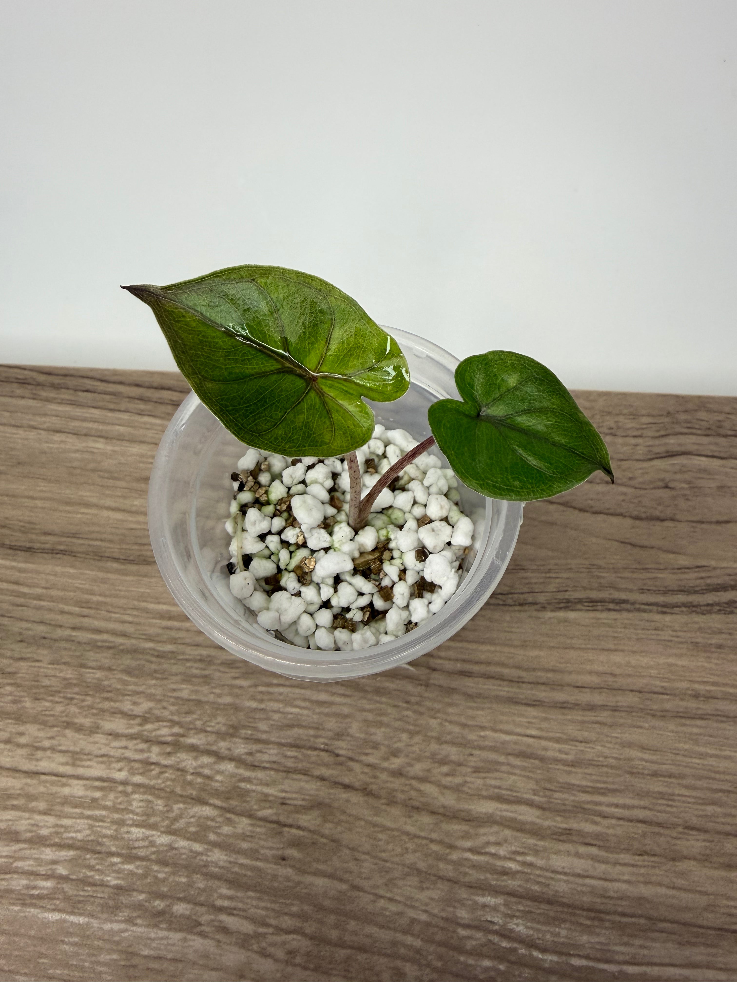 Alocasia Yucatan Princess Aurea