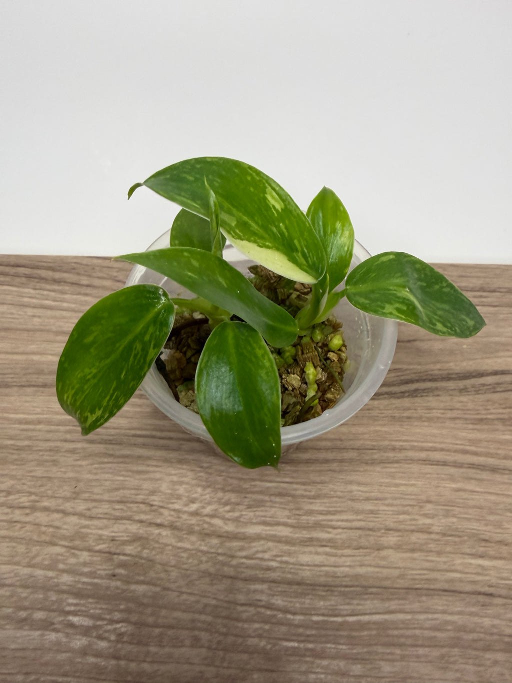 Philodendron Jose Buono Variegated