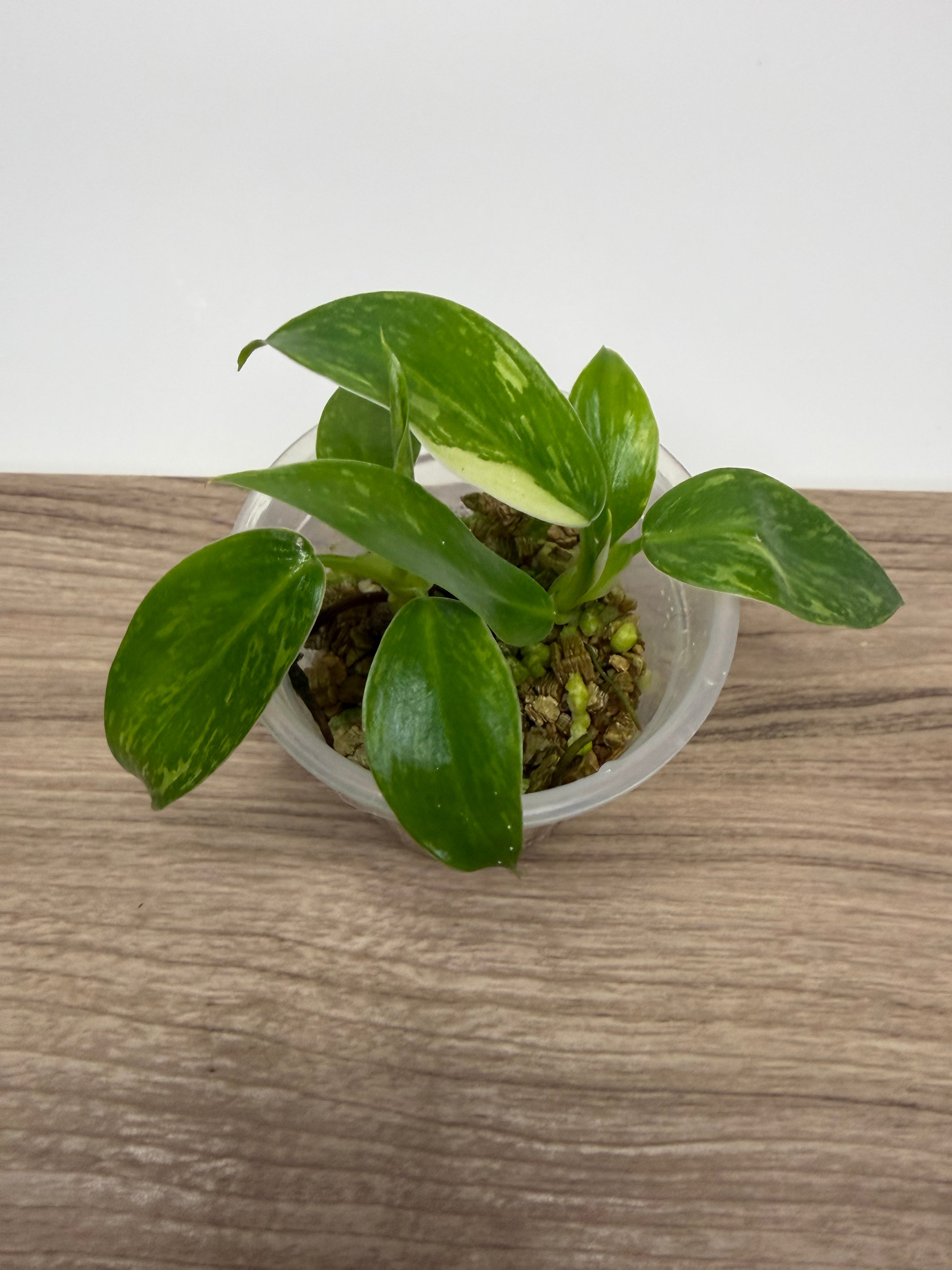 Philodendron Jose Buono Variegated