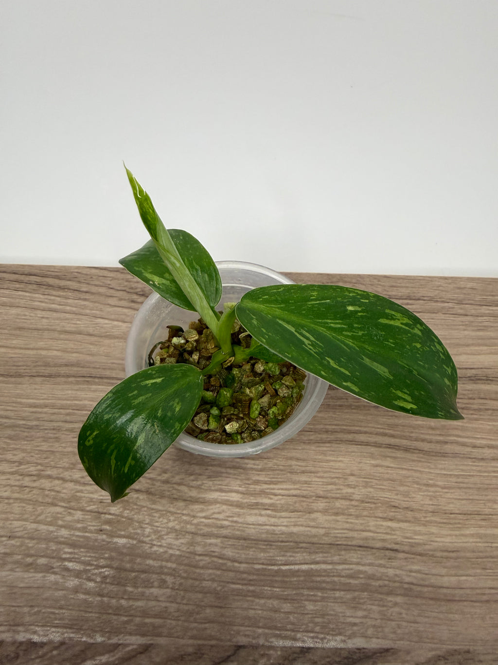 Philodendron Jose Buono Variegated