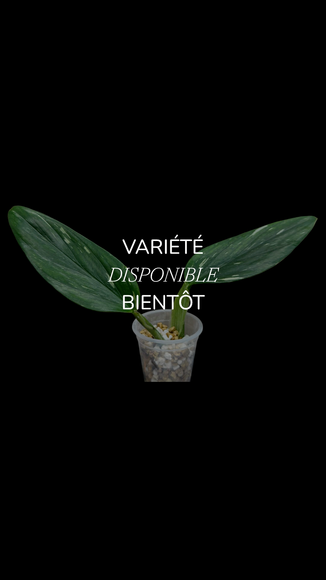 Monstera Standleyana Albo