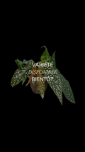 Begonia Maculata