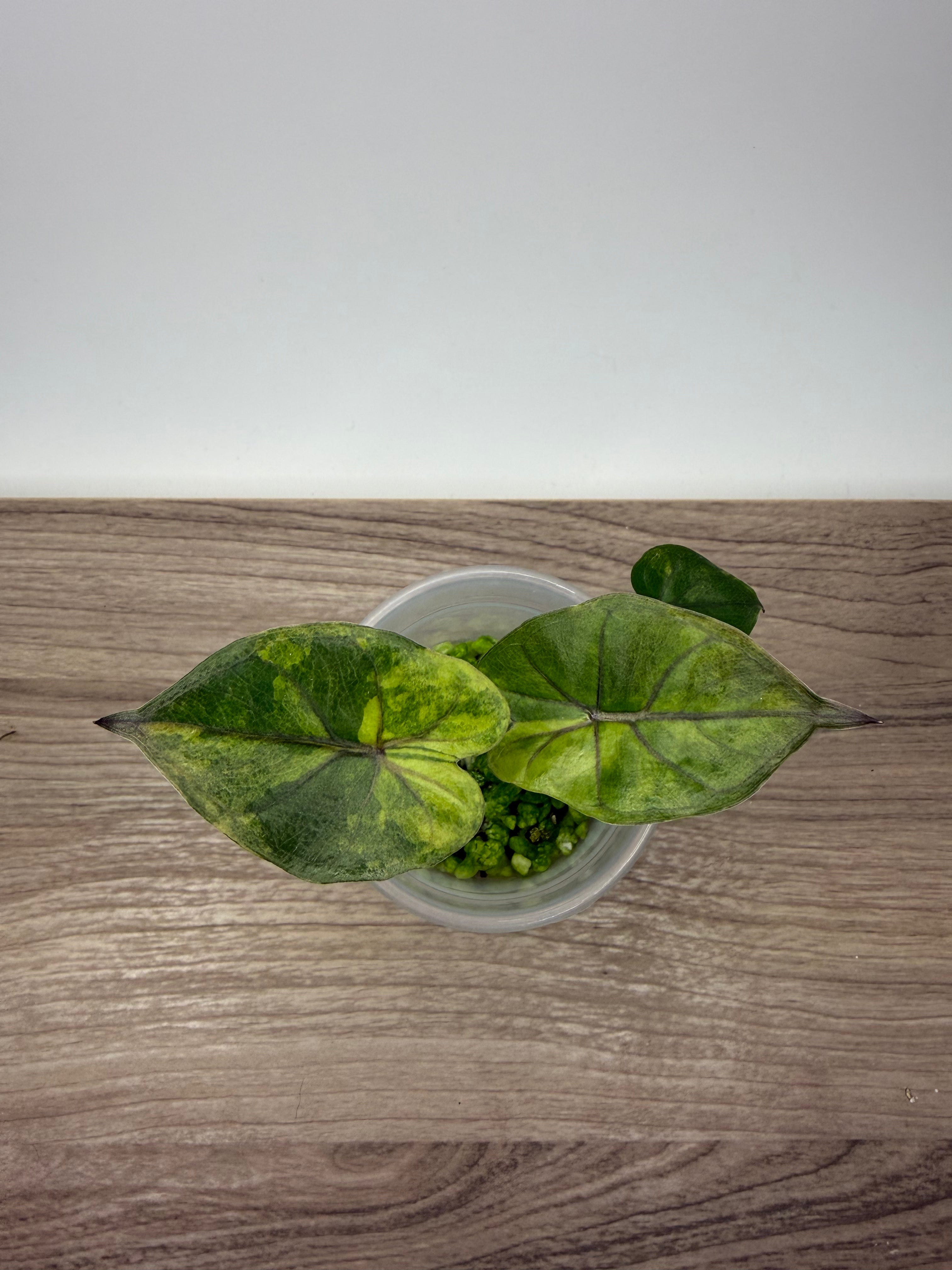 Alocasia Yucatan Princess Aurea