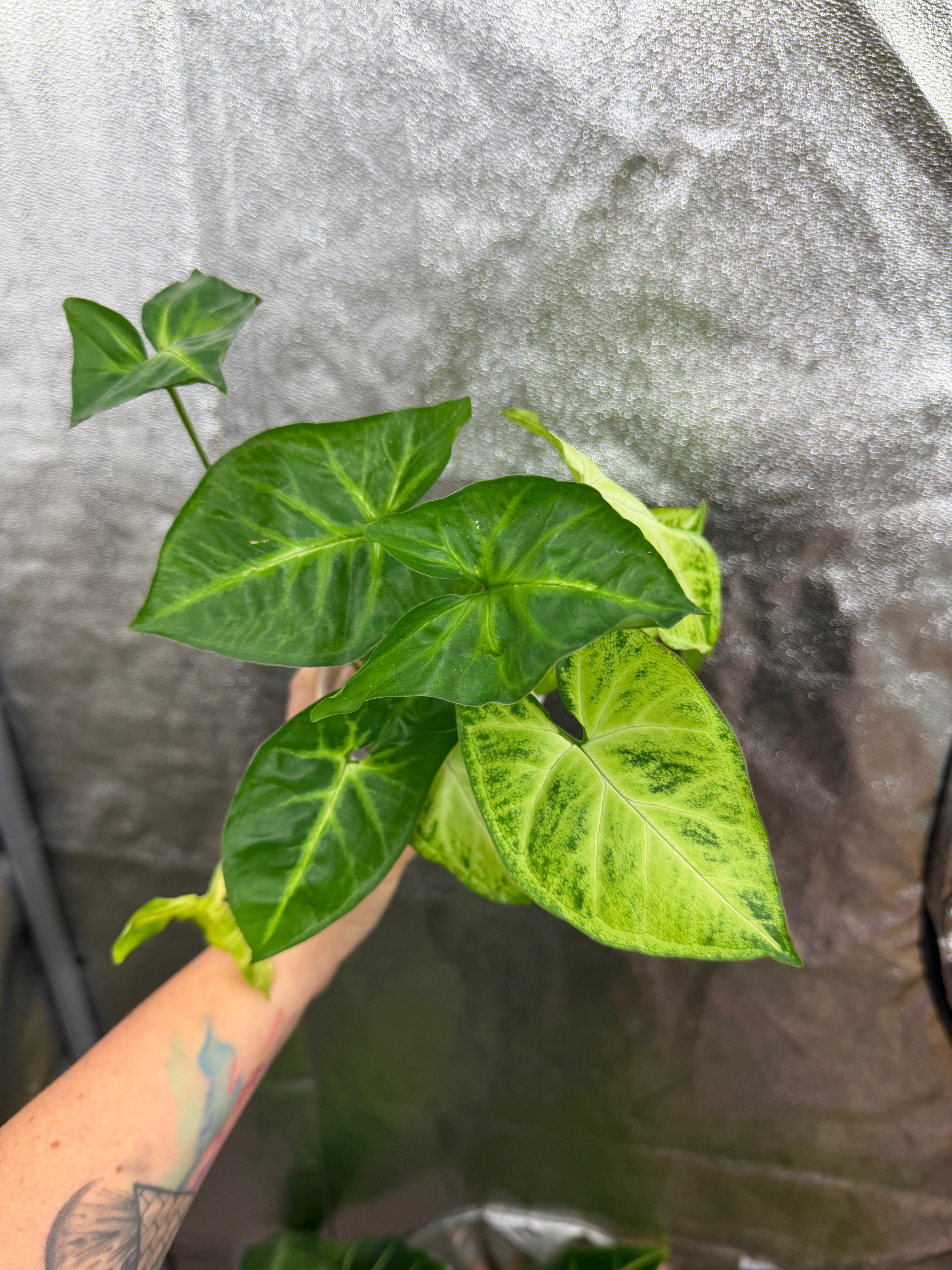 Syngonium Podophyllum "White Butterfly"