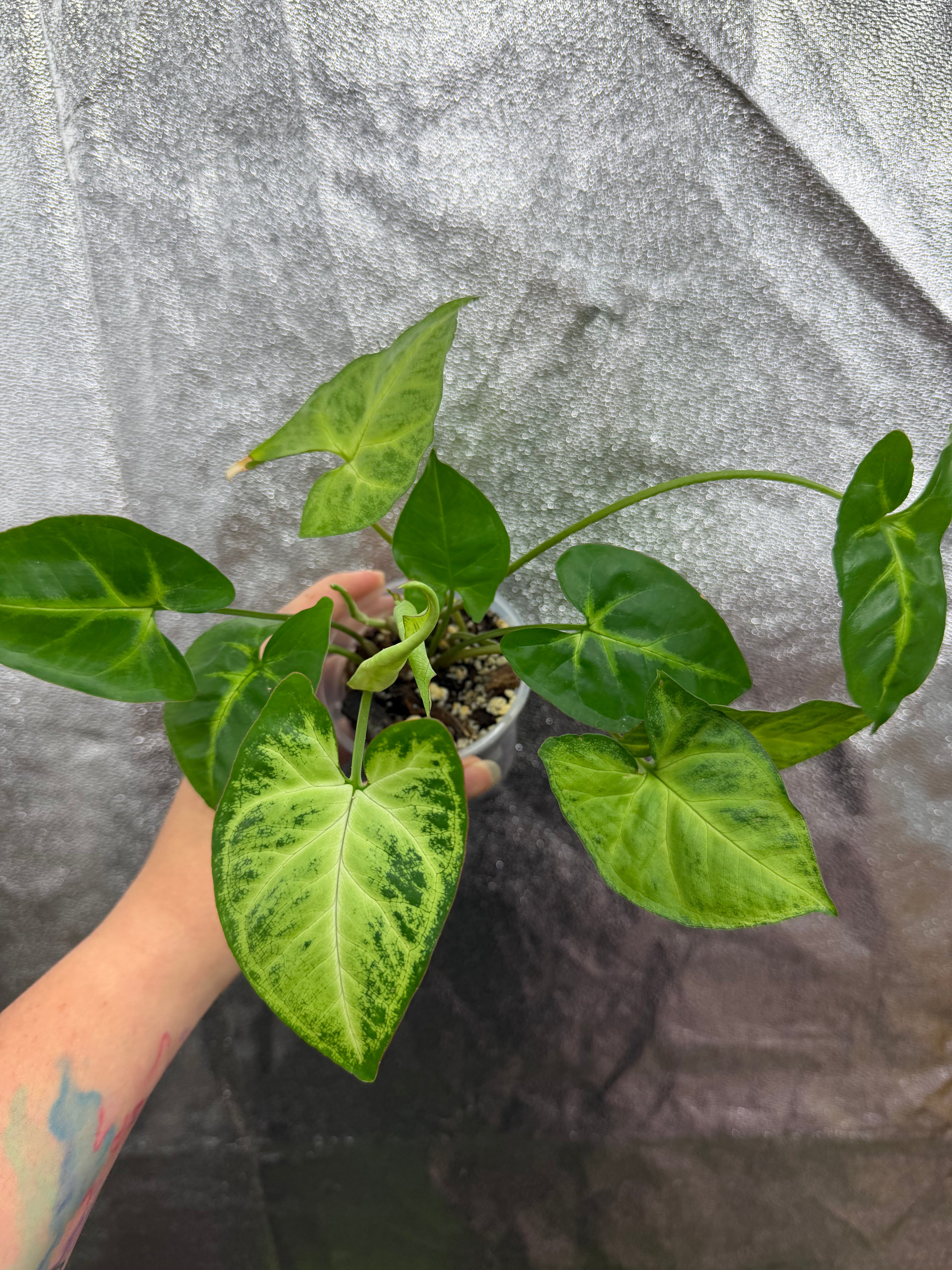 Syngonium Podophyllum "White Butterfly"