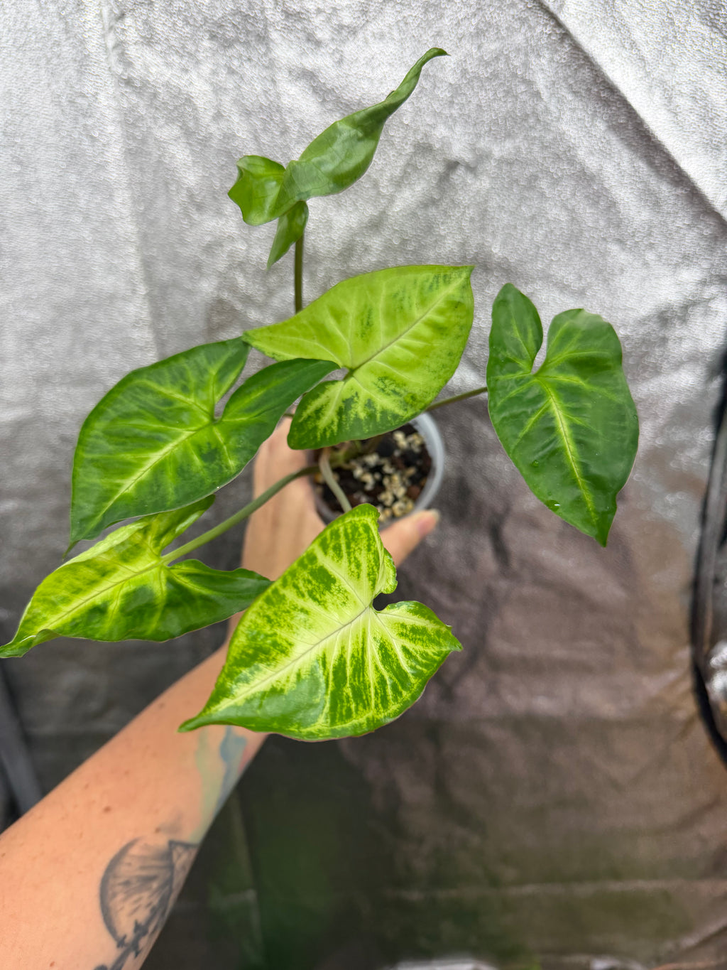 Syngonium Podophyllum "White Butterfly"