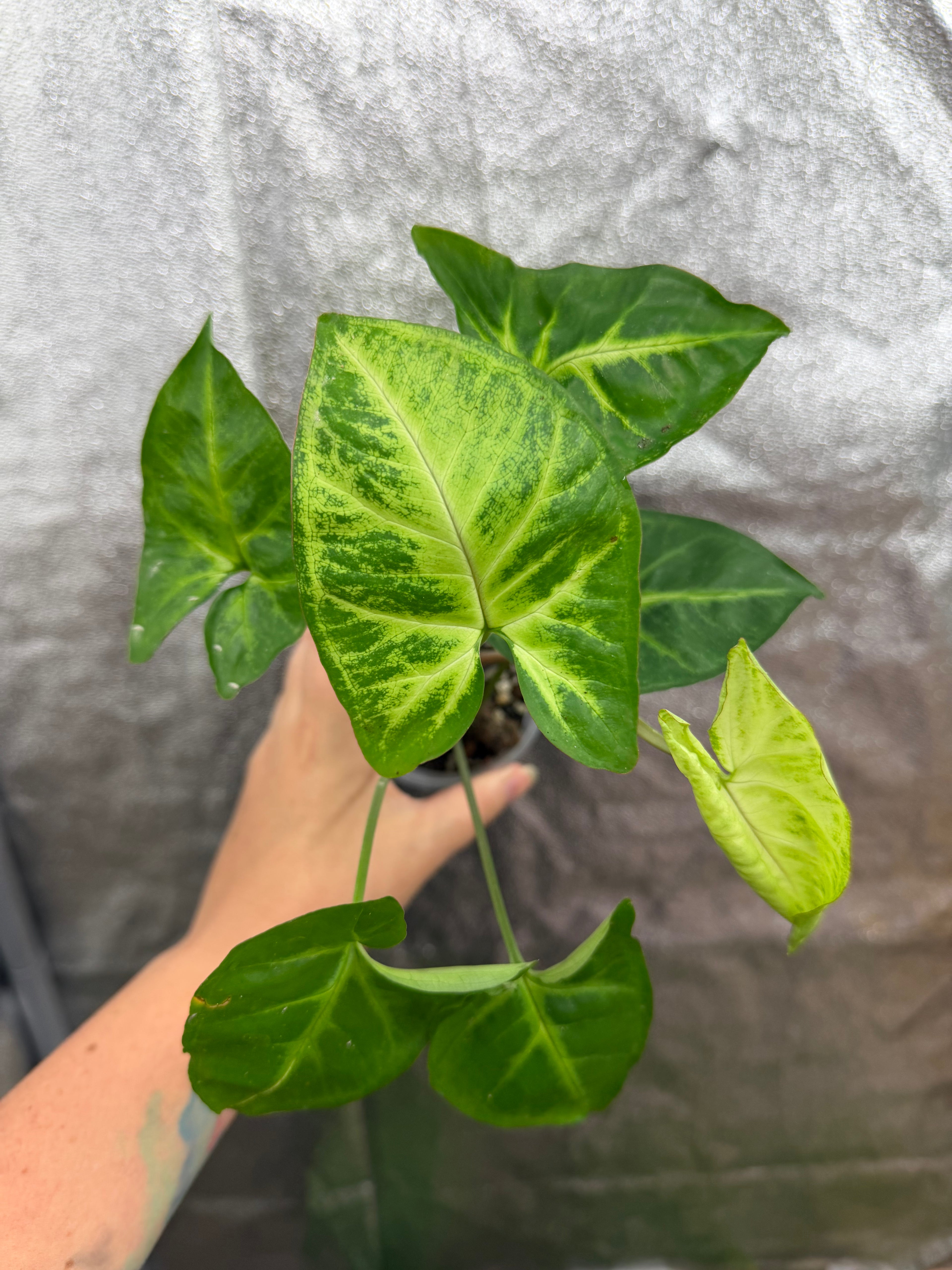 Syngonium Podophyllum "White Butterfly"