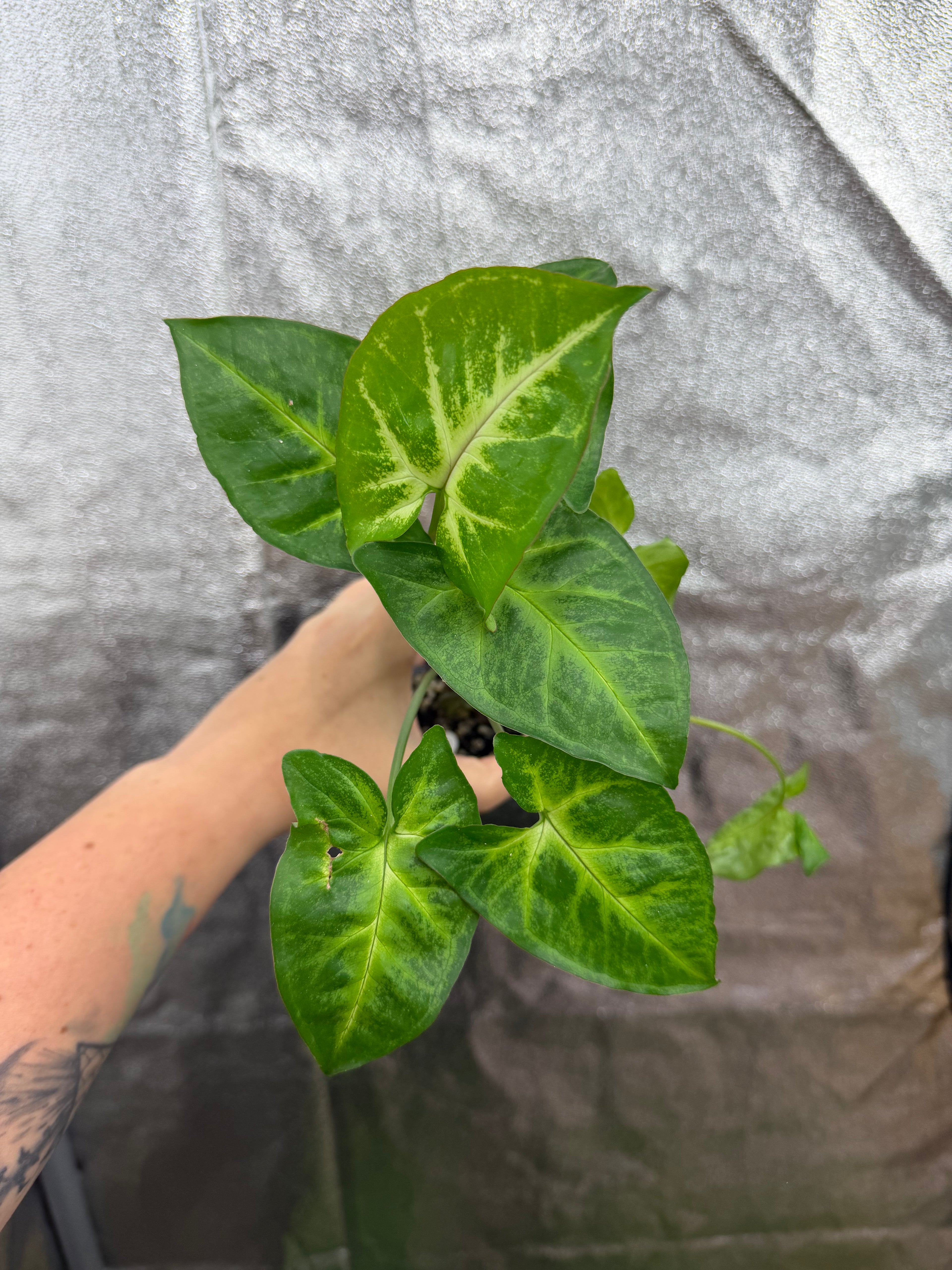 Syngonium Podophyllum "White Butterfly"