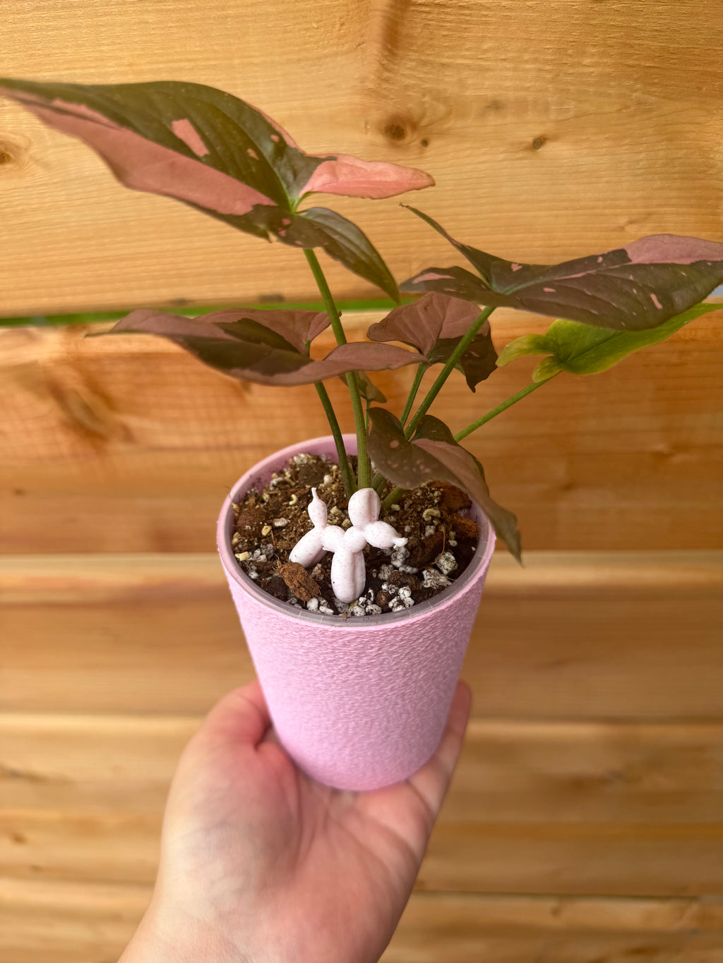 Pot auto-arrosant évasé