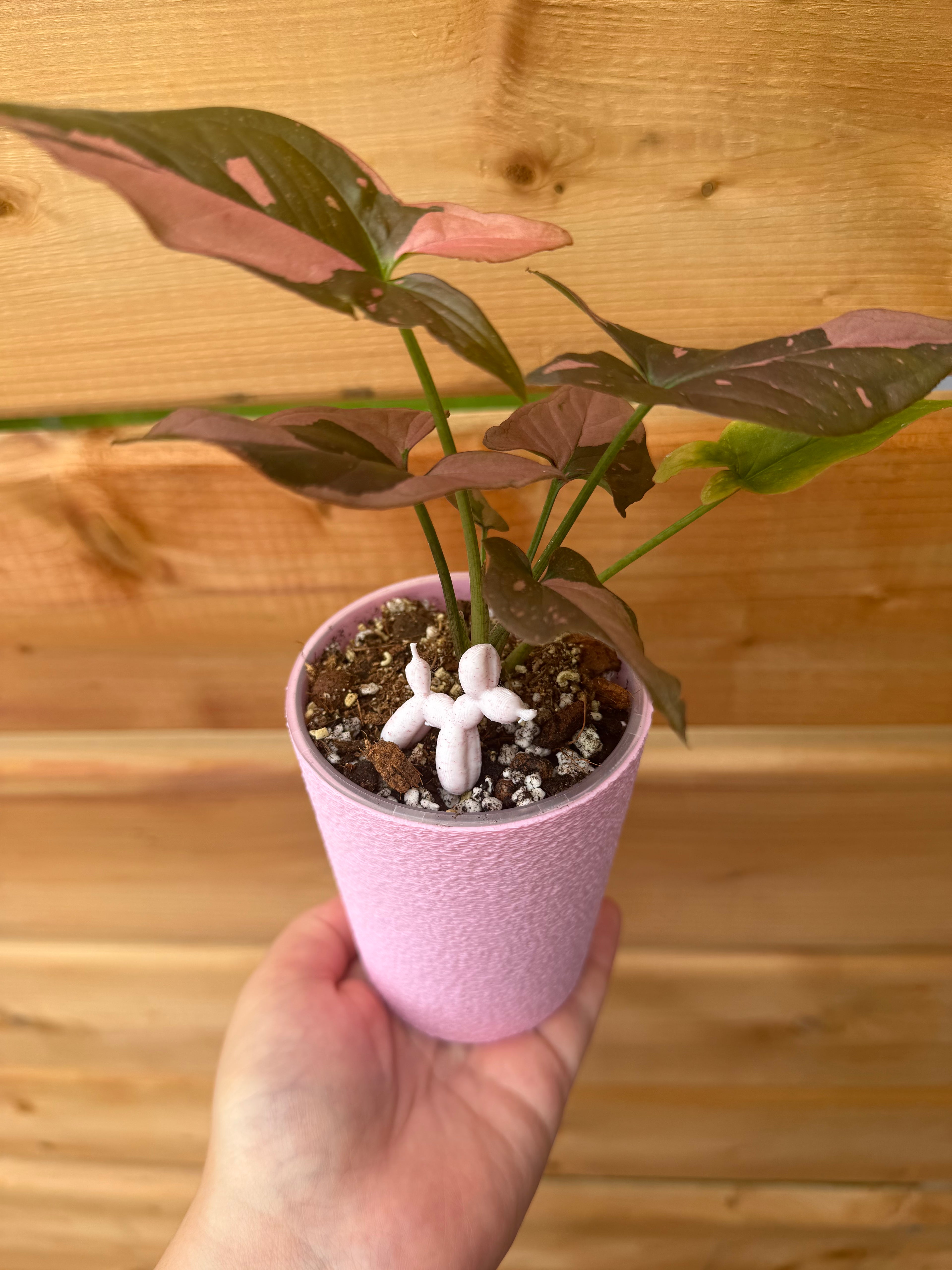 Pot auto-arrosant évasé