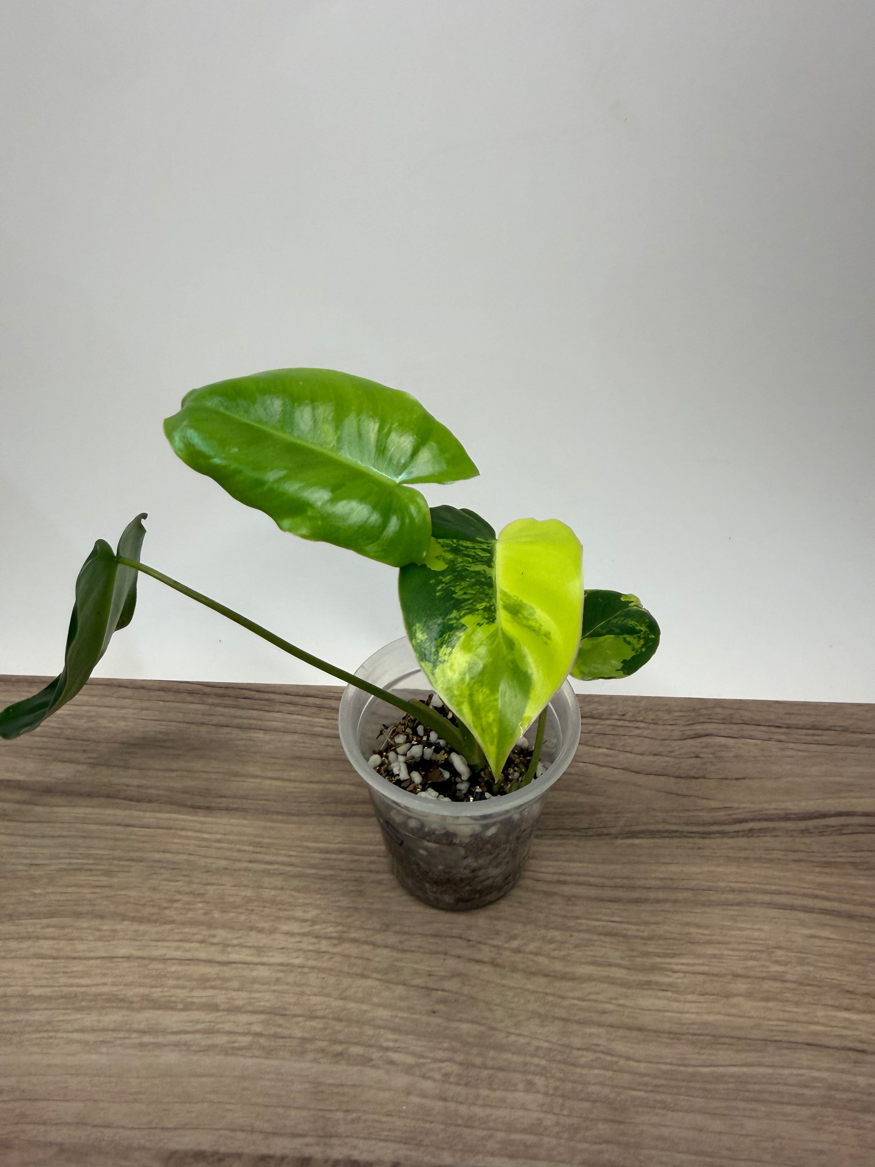 Philodendron Burl Marx Variegata